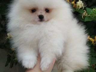 pomeranian