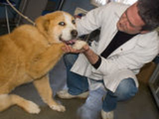 Ветеринарная помощь,вызов ветеринарного врача на дом, лучший вет для вашего питомца. foto 5