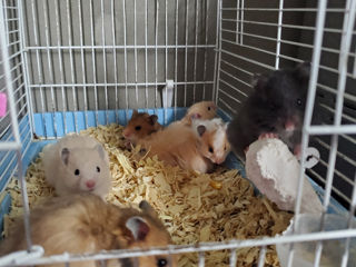 Hamsteri siriani foto 1