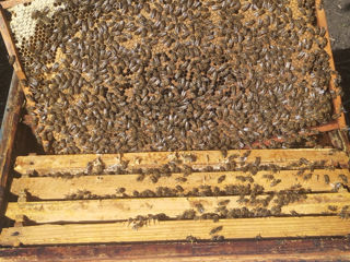 Vând albini și miere