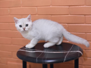 British Shorthair silver chinchilla . foto 8