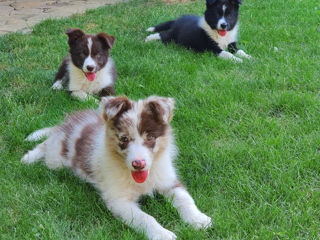 Border Collie foto 8