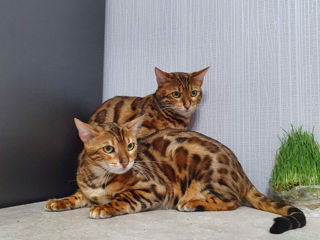 Бенгал Bengal foto 8