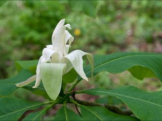 Магнолия трёхлепестная (Magnolia tripelata) foto 3