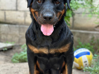 Catei Rottweiler foto 9