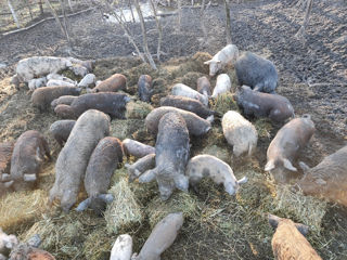 Porci  mici si mari de carne foto 4