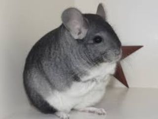 Super oferta femele chinchilla( chinchila, шиншилла, sinsila) foto 1