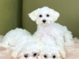 Bichon Maltese/Maltez - rasă pură - Бишон Мальтийский/Мальтийская болонка - чистокровная foto 5