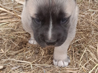 Kangal  фото 3