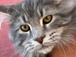 (Maine coon) Чистокровные котята породы Мейн кун! foto 3