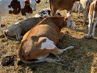 Cumpăr animale la carne și creștere! foto 1