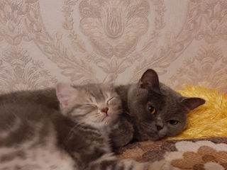 Британский котенок foto 7