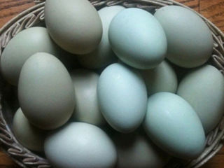 oua pentru incubat verzi,albastre,oliva ,  зелёное, голубое и оливковое яйцо для  инкубации foto 1