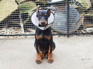 Se vînd caţei de rasă Doberman. foto 7