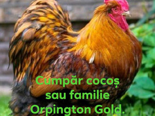 Orpington Gold foto 2