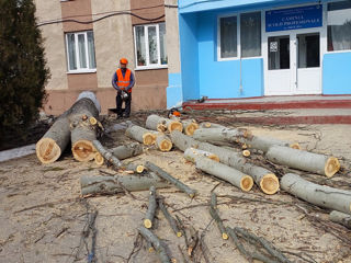 Удаляем деревья. foto 5