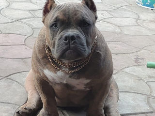 American bully foto 4