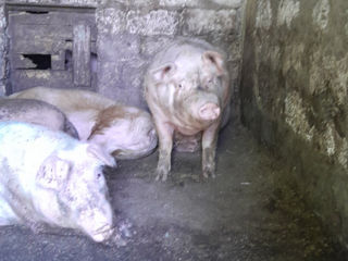 Cumpar porci scroafe si veri foto 1