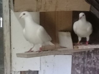 Porumbei pentru nunti foto 2