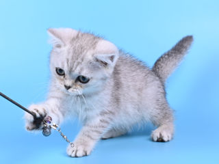 Pisoii british shorthair  -британские котята foto 6