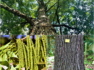 Пекан (Carya illinoinensis - Pecan) foto 8