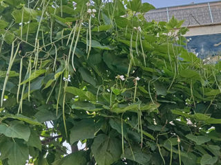 Catalpa foto 3