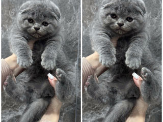 Scottish fold fata foto 1