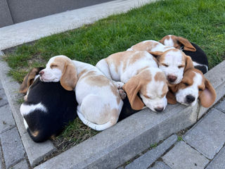 Cățeluși Beagle/ Щенки Бигли (livrare Europa) foto 7