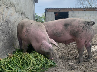 porci de carne ungurești 50 lei foto 2