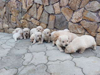 Vindem cățeluși Labrador! foto 6