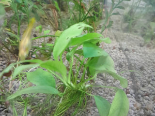 Plante acvariu: Anubias - 50 lei, Clodophorya - 50 lei, Cryptocoryne Wendtii - 30 lei. foto 0
