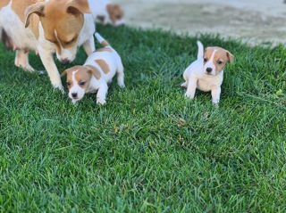 Jack Russel foto 7