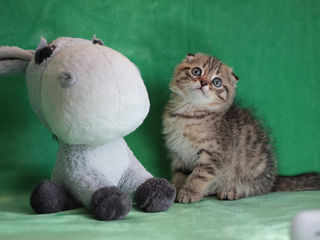 Нежные мурлыки.2 luni. Scottish Fold Mramor Fata. Rasa pura foto 4