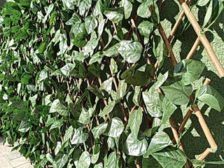 Зеленый забор декоративный.Gard verde decorativ. foto 18