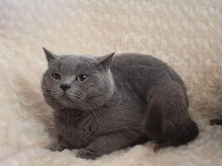 Motan British shorthair foto 3