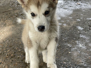 Cățelușa husky! foto 1