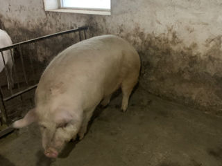 Porci foto 5