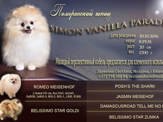 Pomeranian-FCI(Pedegree) Гранд Чемпион Молдовы foto 8