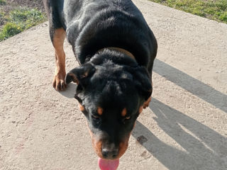 Vînd Rottweiler foto 4