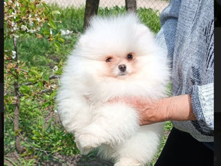 Море шерсти spitz Pomeranian