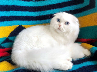 Împerechere cu motan alb-alb, pufos și foarte frumos! Scottish fold longhair white , W 61. foto 3