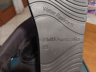 Emu Australia  Italia foto 5