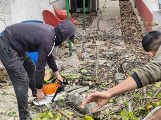 Tăierea copacilor înclinați sau deteriorați- cu masini si echipamente speciale .Calitatea garantată foto 5