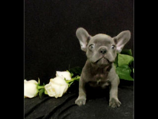 Bulldog frenh blue Iilac tan.Lilac..blue. foto 4