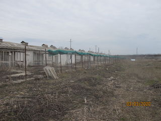 Se vinde ferma pentru  pasari eco foto 6