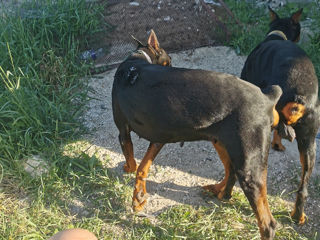 Doberman la imperechere foto 5