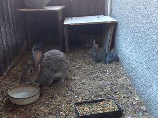 Кролики foto 10