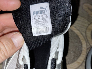 Puma foto 5