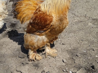 Pui Brahma (Brama) de la cloște. Chișinău foto 8