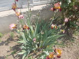 Flori  de  gradina  irisi,cala;yuka,garoafe,vie decorativa,diverse  100lei foto 8